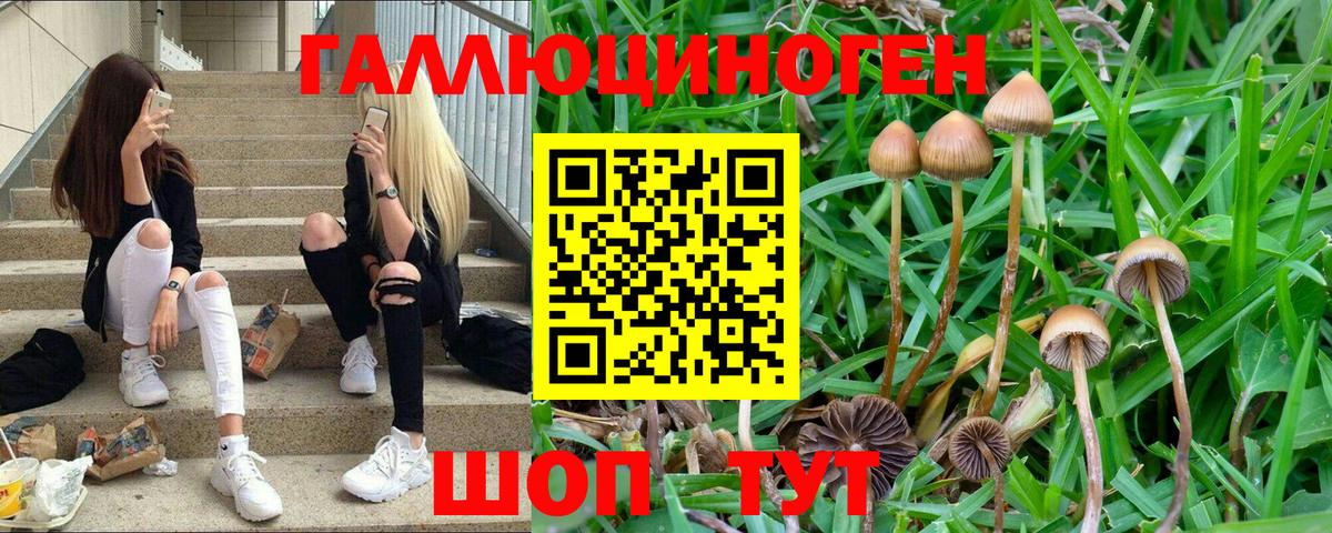 Псилоцибиновые грибы Psilocybine cubensis Ижевск